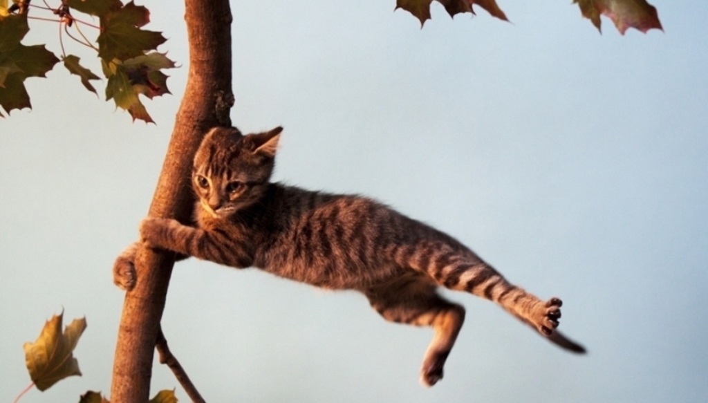 �������� �����