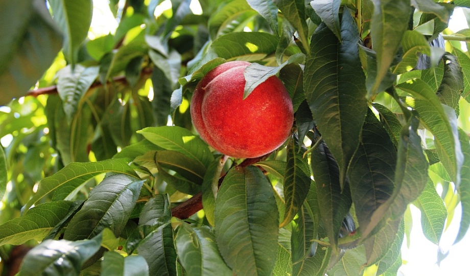 В Темрюкском районе начался сбор урожая персика